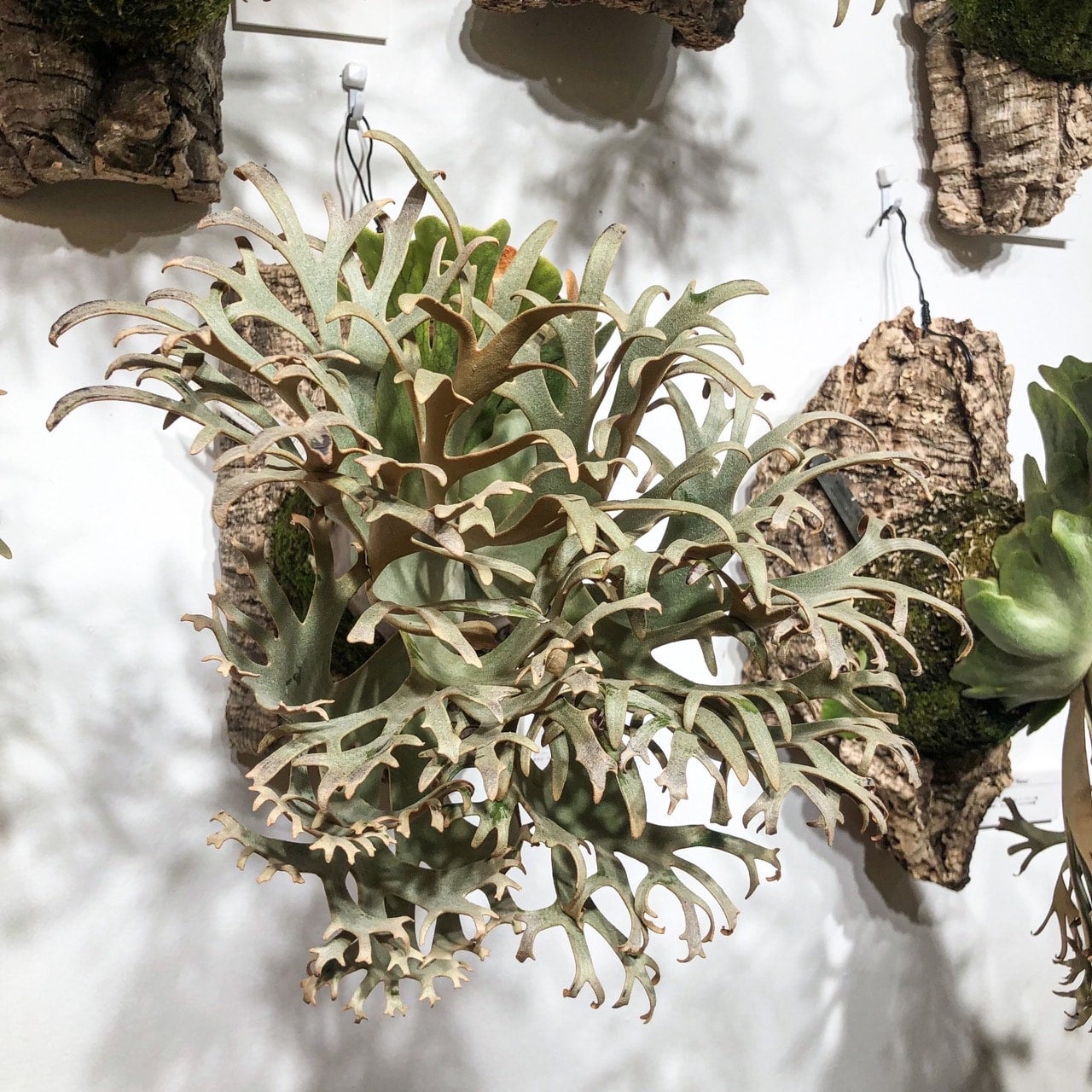 P. willinckii 'OMG'spore スーパードワーフ ビカクシダ 【公式通販】